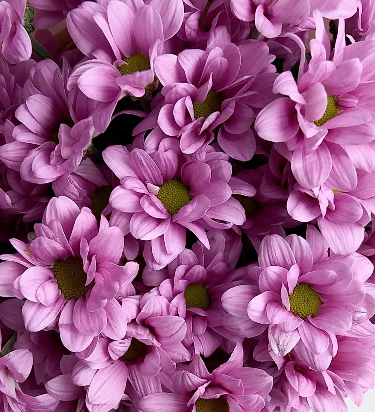 Pembe Papatya Buketi - Görsel 2