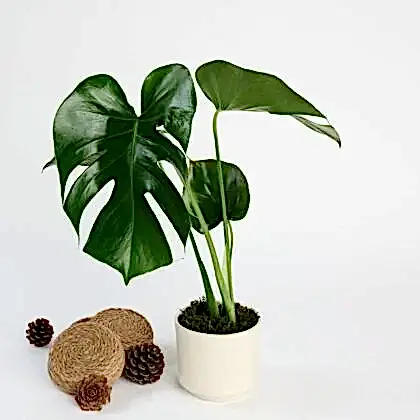 Saksıda Monstera Çiçeği