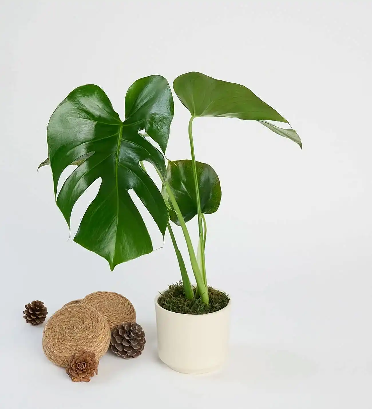 Saksıda Monstera Çiçeği