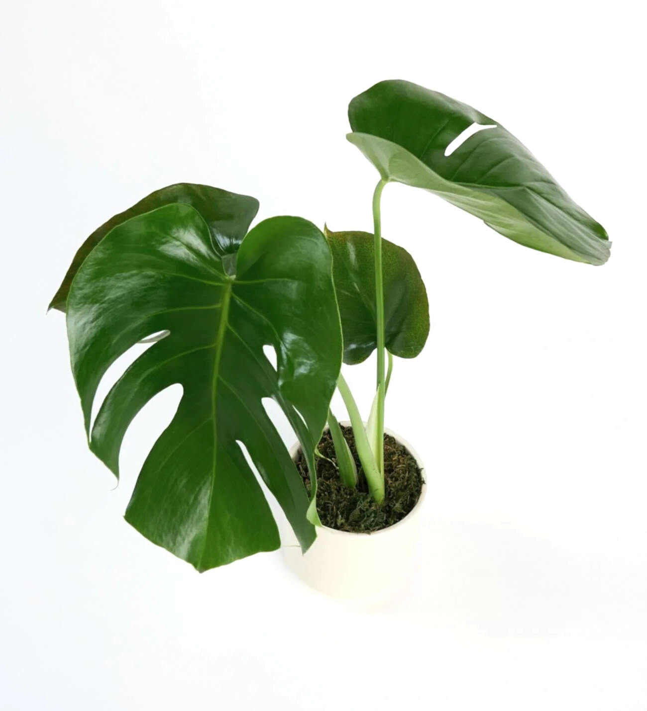 Saksıda Monstera Çiçeği - Görsel 2