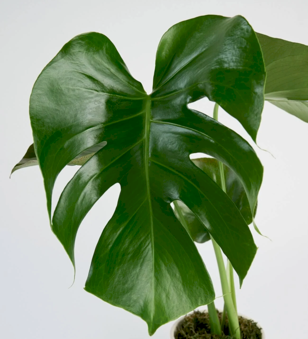 Saksıda Monstera Çiçeği - Görsel 3