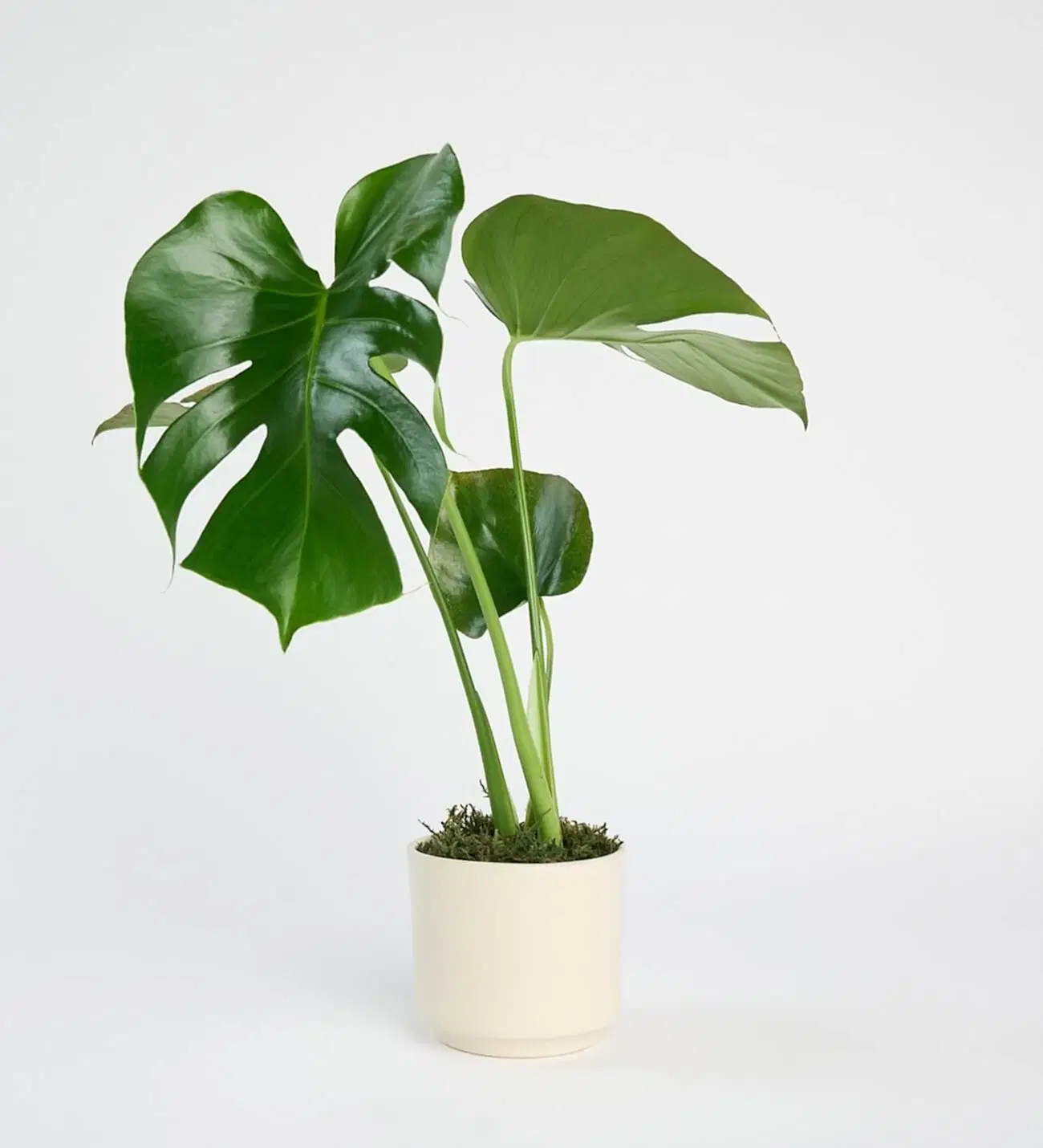 Saksıda Monstera Çiçeği - Görsel 4