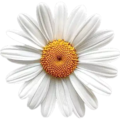 Papatya